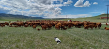 USA-Wyoming-Two Creek Ranch Cattle Drive